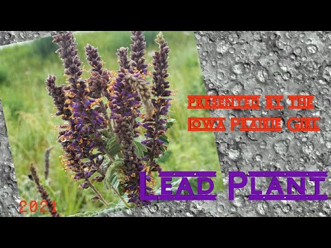 Video: Lead Plant Ground Cover - Information On Lead Plant Propagation