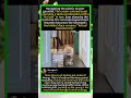 Mom Cat Moves Kitten on a "Forced Business Trip" 🐱 #FunnyCat #CatMom