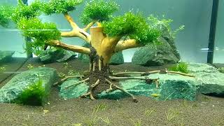 акваскейп 60л  дерево сказка