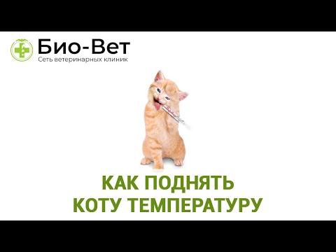 Как поднять коту температуру. Ветеринарная клиника Био-Вет.