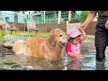 2歳児が池に入ると保護者並みに心配して池に入ってくるゴールデンレトリバー