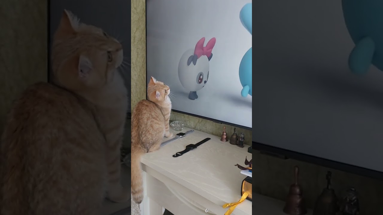 #британскиекотята #котятанапродажу #kittenforsale #love #москва