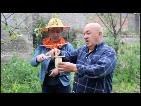 უჩარჩოო ფუტკრის წარმოება საგარეჯოში