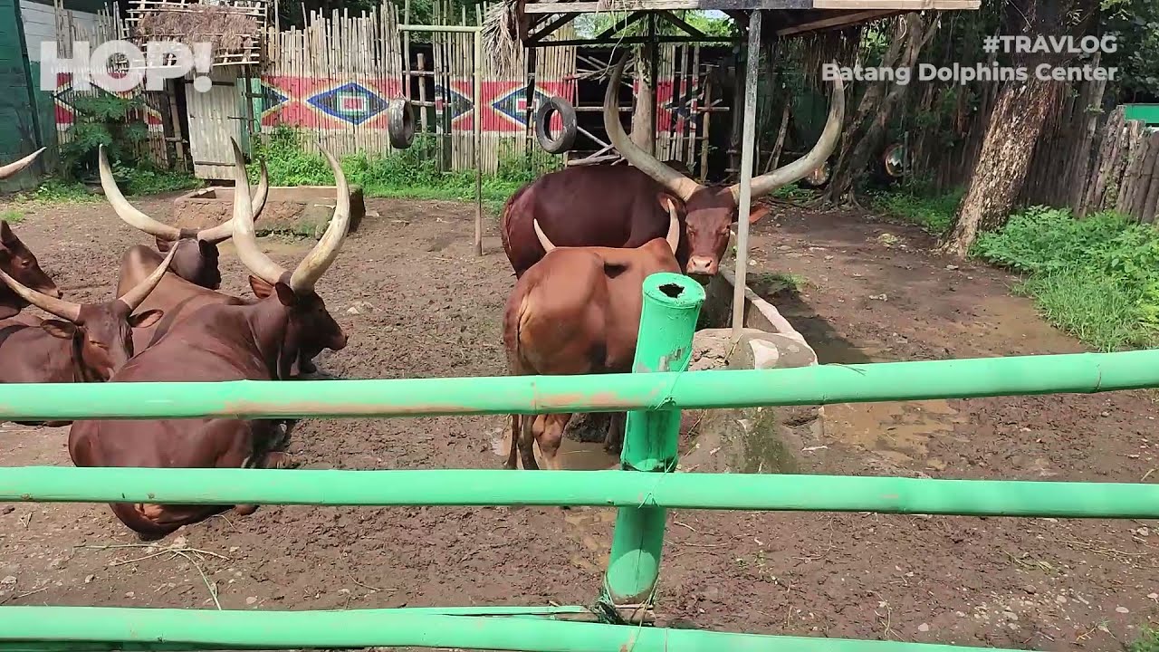 Taman Safari Mini Di Jawa Tengah - Batang Dolphins Center 2021 (VIRTUAL TOUR)