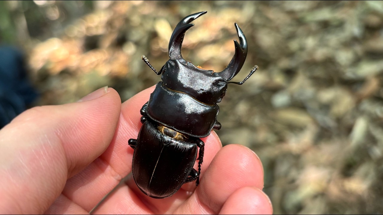 2026 Giant Stag Beetle Sap Hunting Finally Kicks Off!! - YouTube