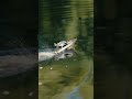 Luxus-Yacht mit Speed! 🛥️💨 CARSON Hurikan #shorts #rcboat