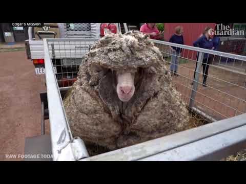 Baarack the sheep