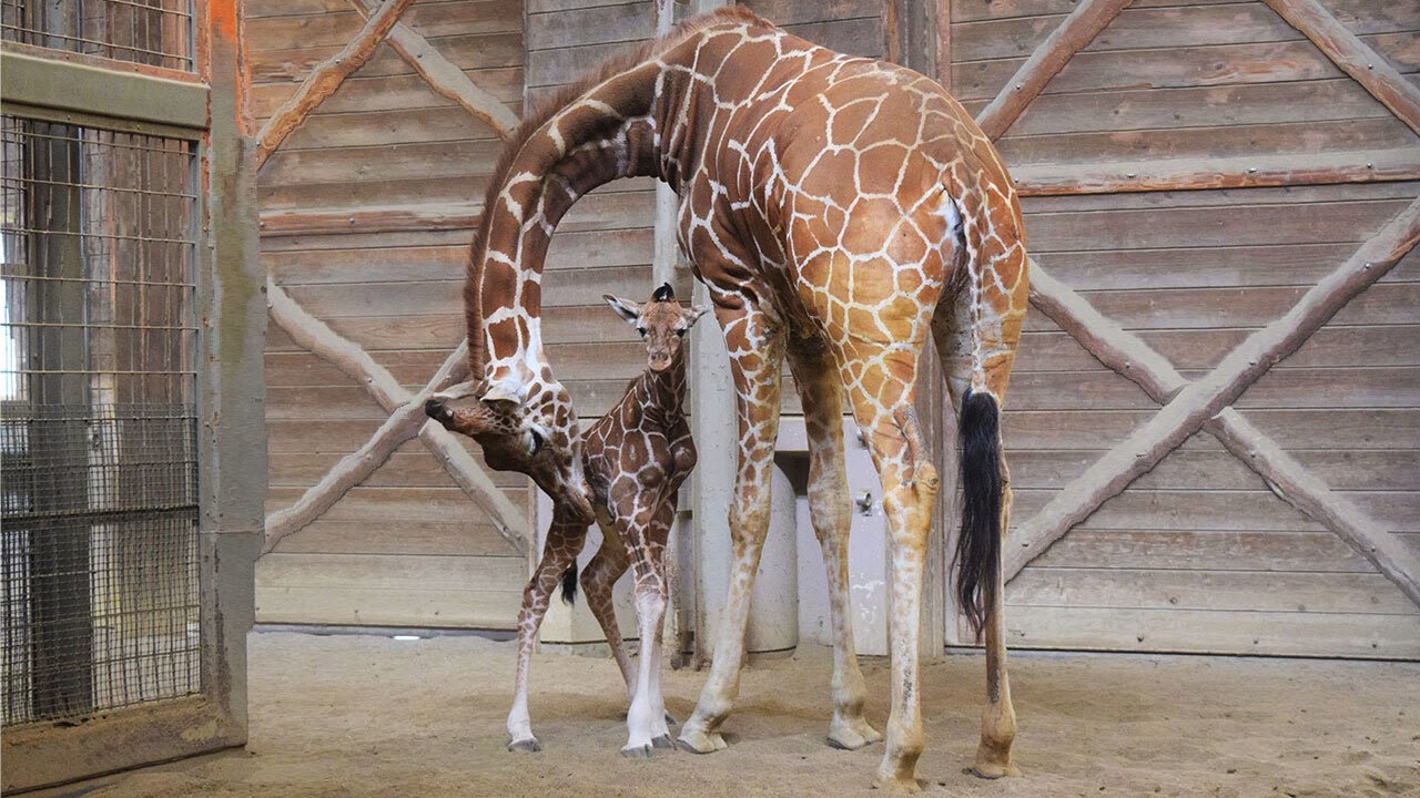 スティング等身大パネル  キリン1987年 キリン 190cmでも赤ちゃんです！もっと大きくなるぞ〜 | みんなの