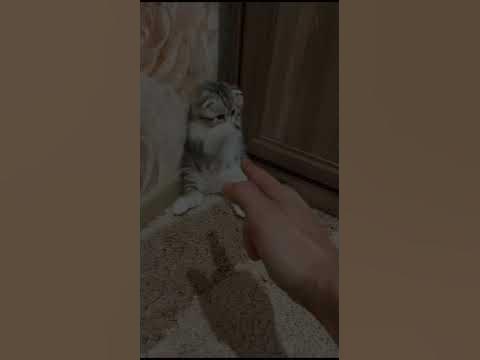 Удивительные животные !!!! - YouTube