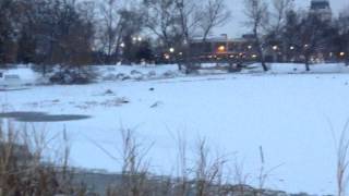 A massive flock of crows near Downtown Minneapolis
