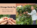 HARDY FIG Tree How To Grow Care For In Spring Summer Winter