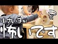 赤ちゃん再び！小さい子苦手な子猫ちゃん！また威嚇しちゃうかな？7才児(小学校1年生)男女双子＆4才児(年少)末っ子＆0歳子猫ラグドール(♀)の何気ない日常504