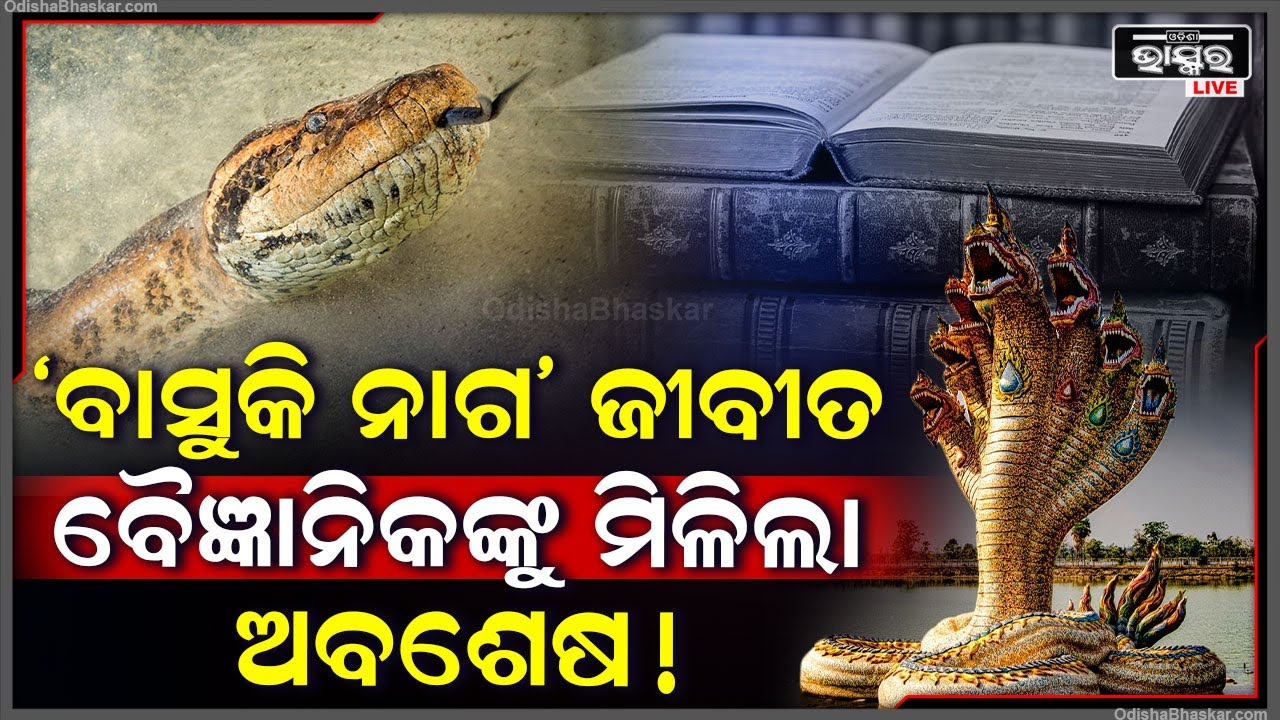 ଏବେ ବି ଜୀବନ୍ତ ବାସୁକୀ ନାଗ !ମିଲିଲା ବଡ ପ୍ରମାଣ..ଜୀବାଶ୍ମ ଖୋଜି ପାଇଲେ ବୈଜ୍ଞାନିକ