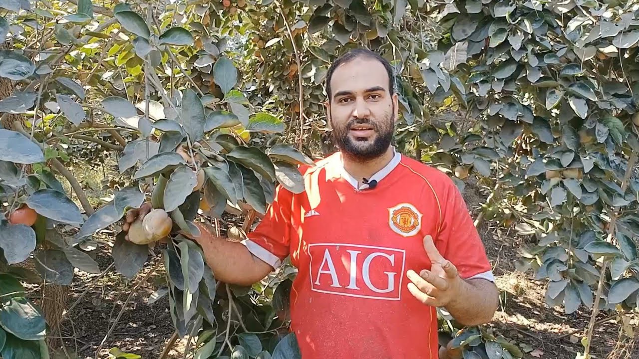 فاكهة الكاكا وطريقة جمعها وتسويتها وتسويقها وفائدتها الصحية