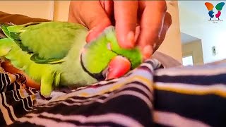 Cute Parrot loves massage | Parrot happy sounds 🦜 #parrot #happysounds #scritches #cuddling #bird