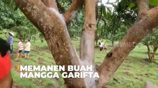 Memanen Buah Mangga Garifta | SI BOLANG (21/08/23)