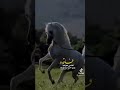 فاقد نفسي هواها 