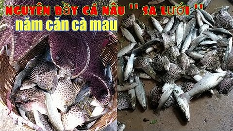 Nguyên bầy cá nâu 