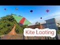 Kite looting  kites  kite caughting 