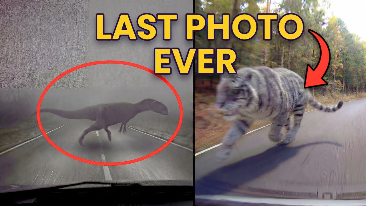 7 last photos of extinct animals Ever Taken | part 3