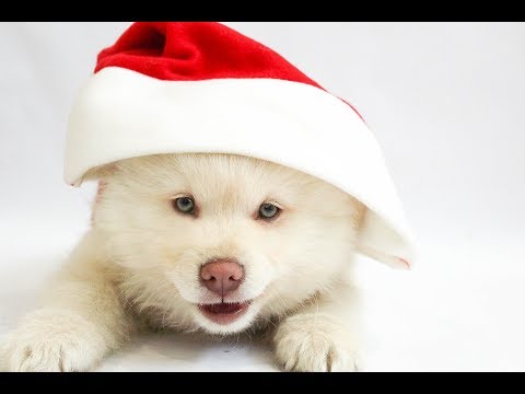 Auguri di buon natale divertenti con i cani