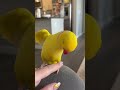 Parrot imitation show #foryou #funny #fyp #funnyvideo #cute #pets #usa #animals #catlover #parrot