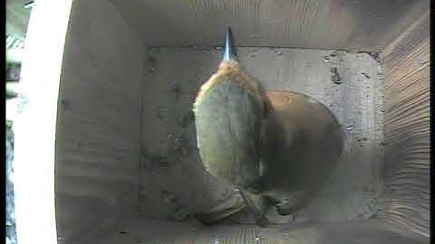 Robin Open Front Nest Box 16th March 2018