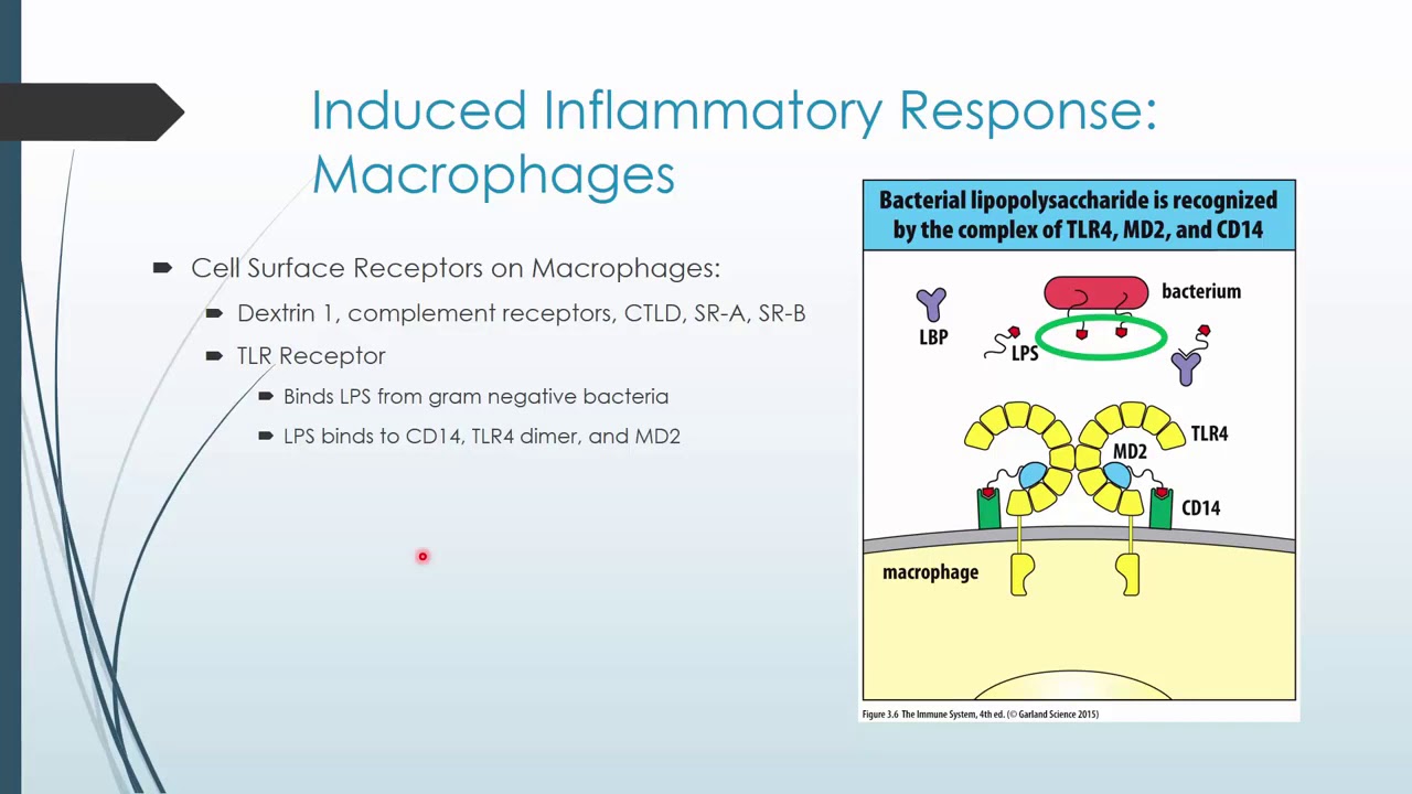 Basic Immunology Review - YouTube
