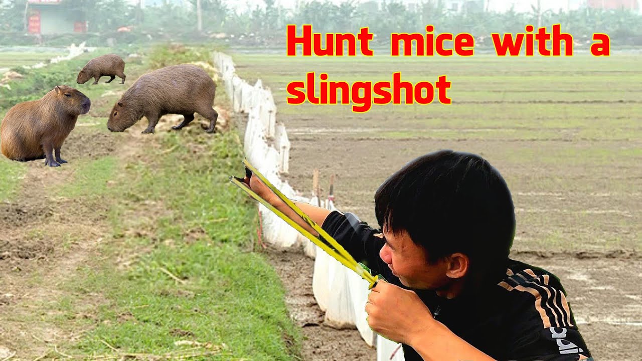 I hunt giant Rats with a Slingshot YouTube