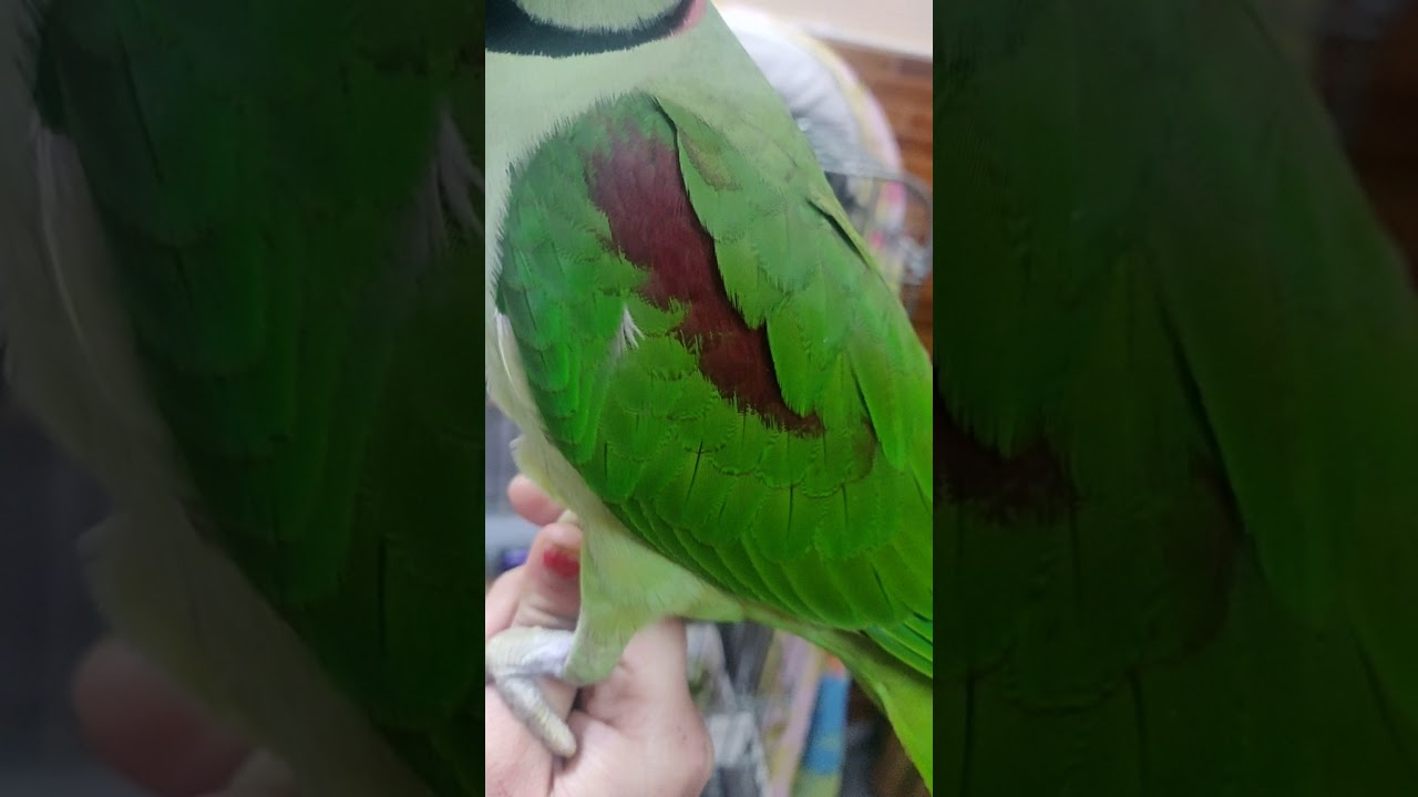 kya difference hota hai phadi tote m or desi tote m