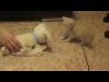 Смешное видео. Как котенок Персик защищается от щенка / As kitty Persik is protected from the puppy