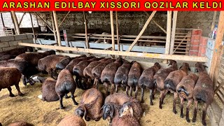 ARASHAN QOZI QOCHKORLARNI ZORLARI KELDI ☎️ 94-300-93-00 ☎️ 91-177-93-00