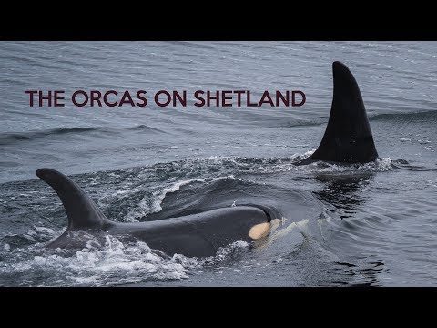 Video: Tutvuge Orcas Vabastava Veealuse Fotograafiga - Matador Network