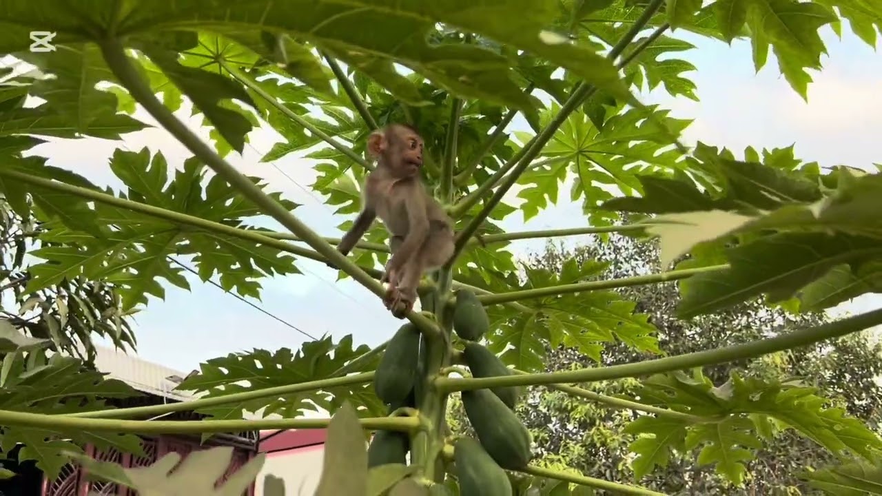 Mary eat pineapple with papa 