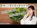 花が開いてる?閉じている? 美味しい菜の花の見分け方