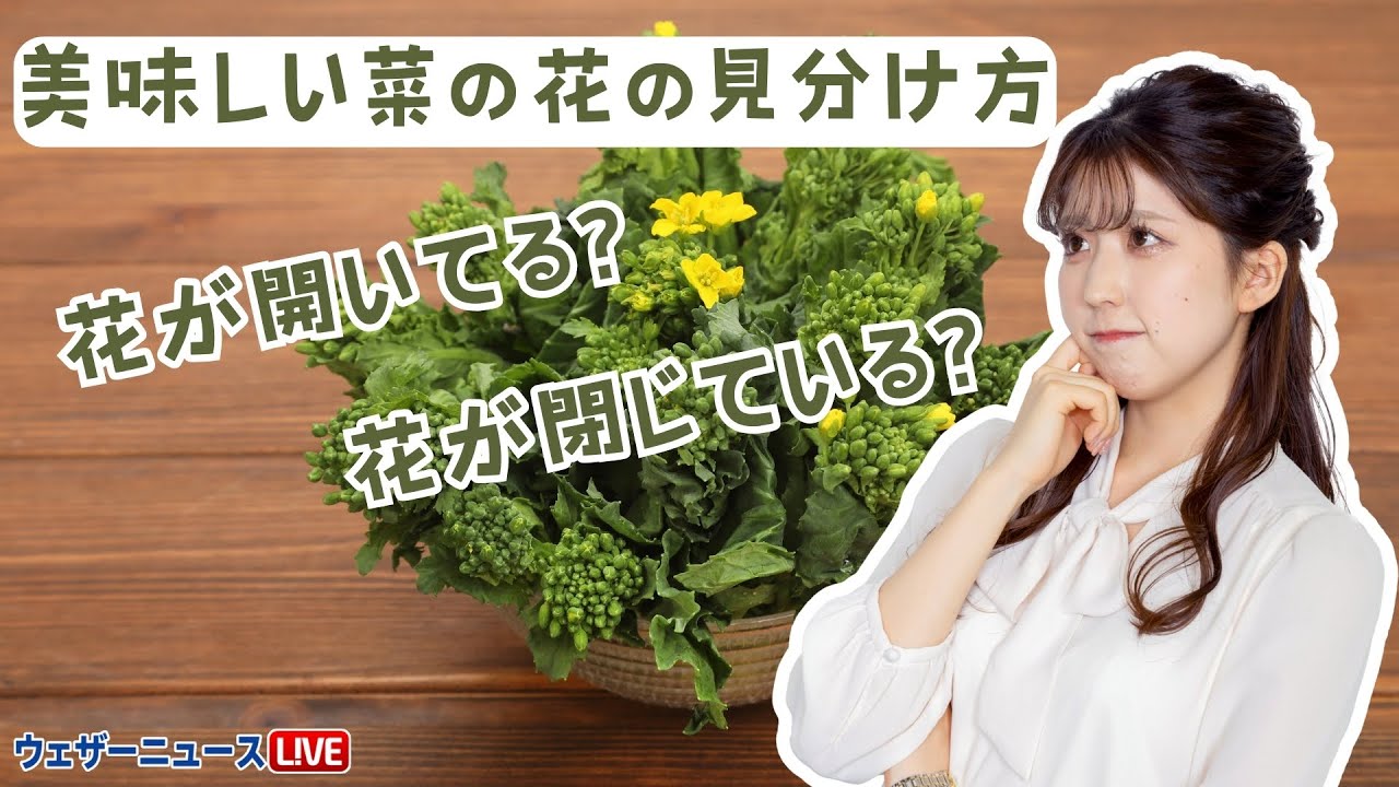花が開いてる？閉じている？ 美味しい菜の花の見分け方