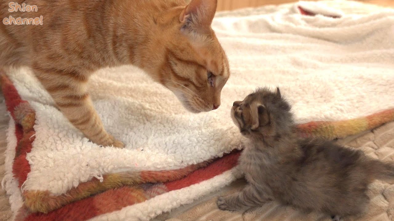 【生後24日】大好きな子猫に初めてご挨拶する先住猫