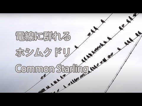 【電線に群れる】ホシムクドリ Common Starling