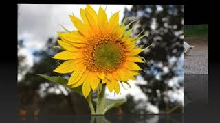 wildflowers, puppies, & gardens - a jills journals summer interlude by jills journals 172 views 1 year ago 2 minutes, 38 seconds