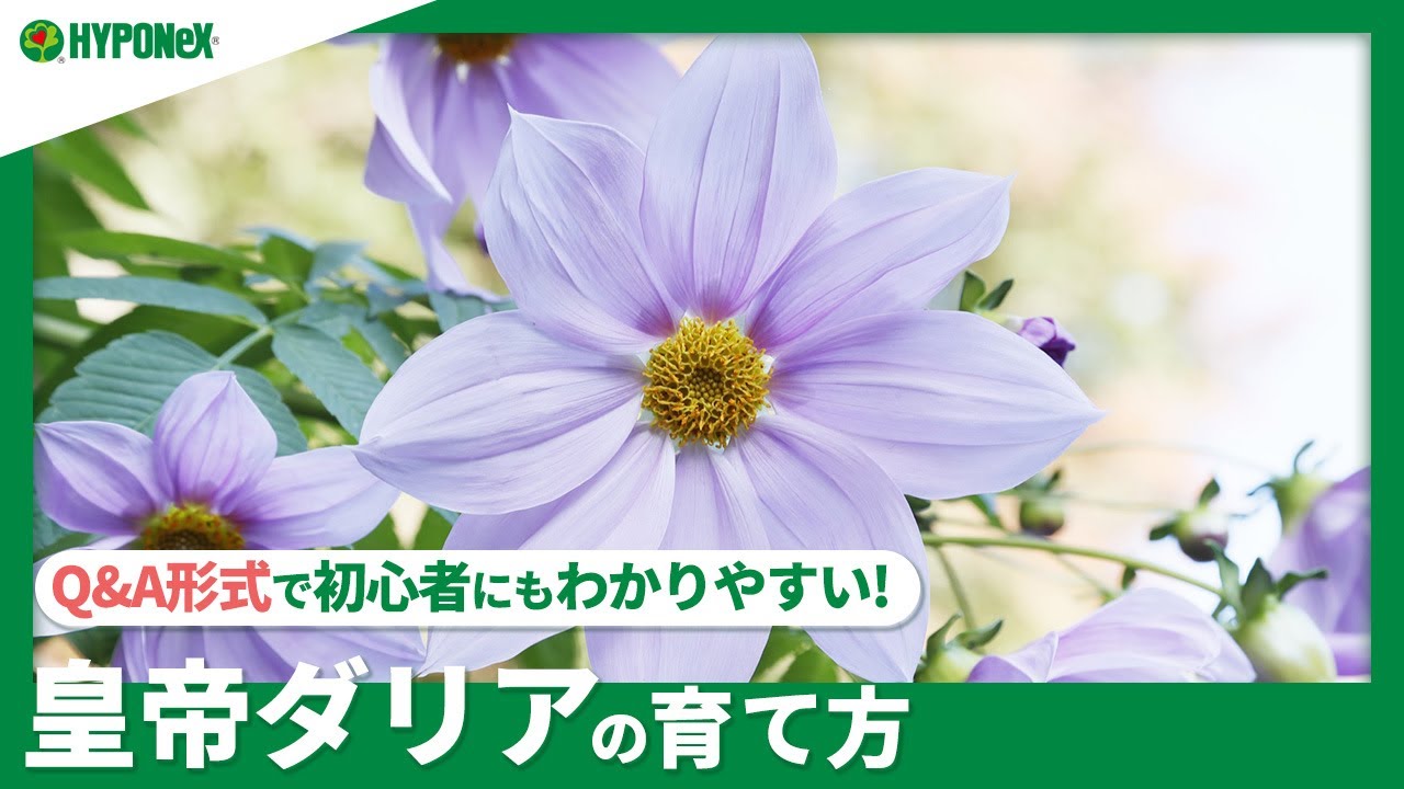 124 皇帝ダリアの育て方 育てる場所や日々の管理方法は 水やりや肥料の与え方などもご紹介 Plantiaq A 植物の情報 育て方をq A形式でご紹介 Youtube