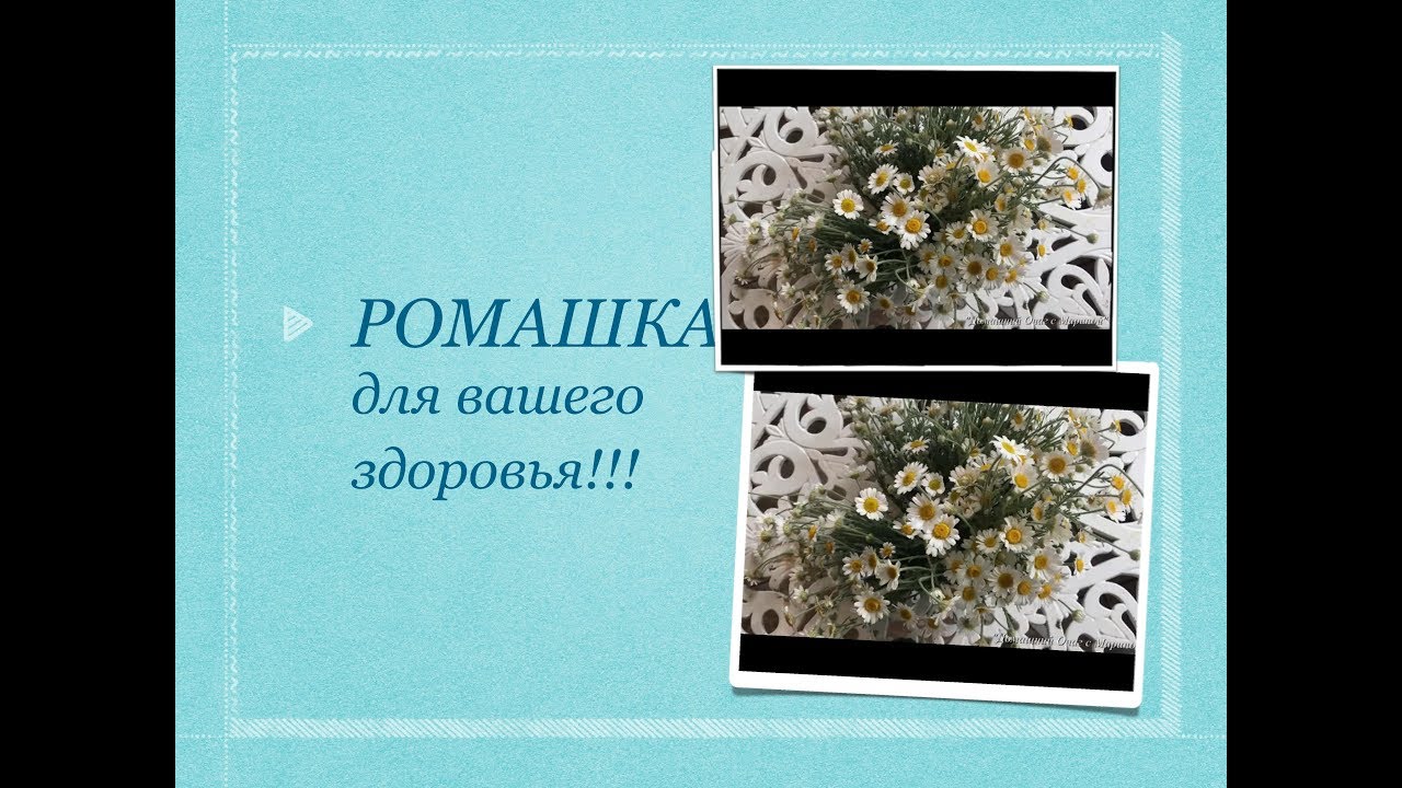 РОМАШКА аптечная (лекарственная).