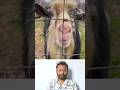 Original Goat Sound 😂🐐 | Real Animal Voice #shorts #trending #animalvideo #pets #nature #comedy