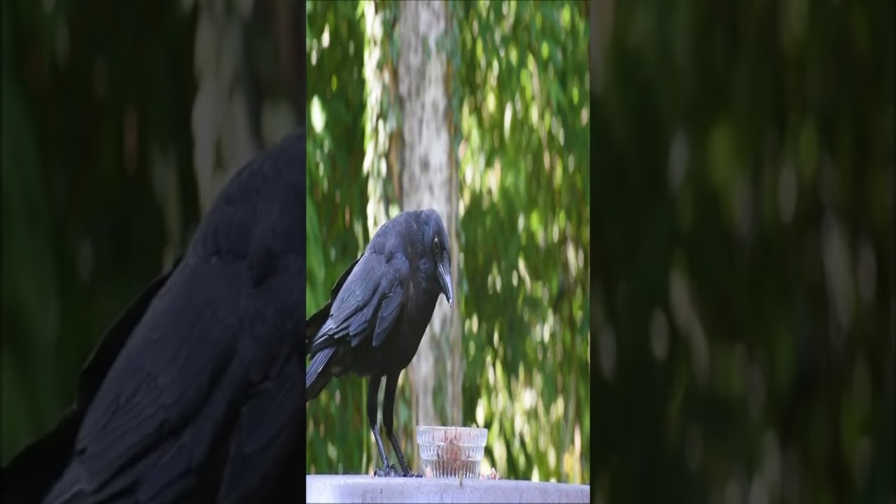Crow eating with expensive glass plate, crow bird call 