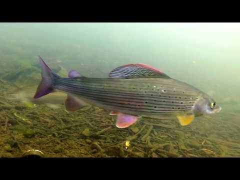 Hegyek-völgyek halai - teljes film