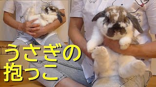 うさぎを抱っこする方法