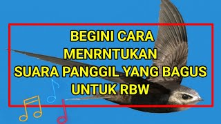 cara menentukan suara panggil walet yang bagus