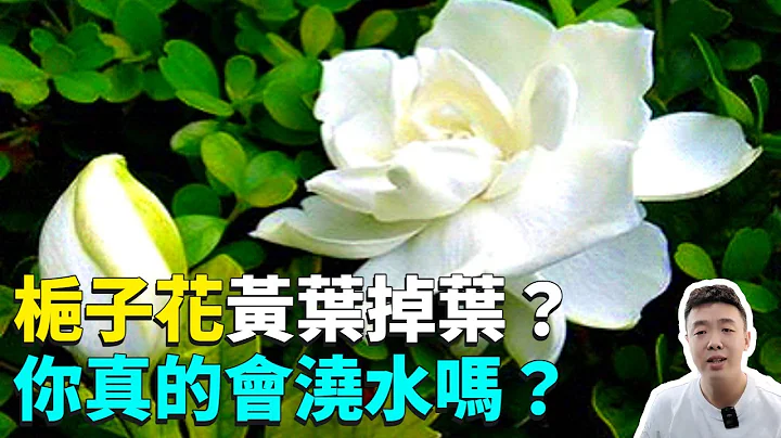买回家的栀子花总是掉花黄叶？原来是因为很多人都不会浇水！养殖经验分享！【禅艺绿植工作室】 - 天天要闻