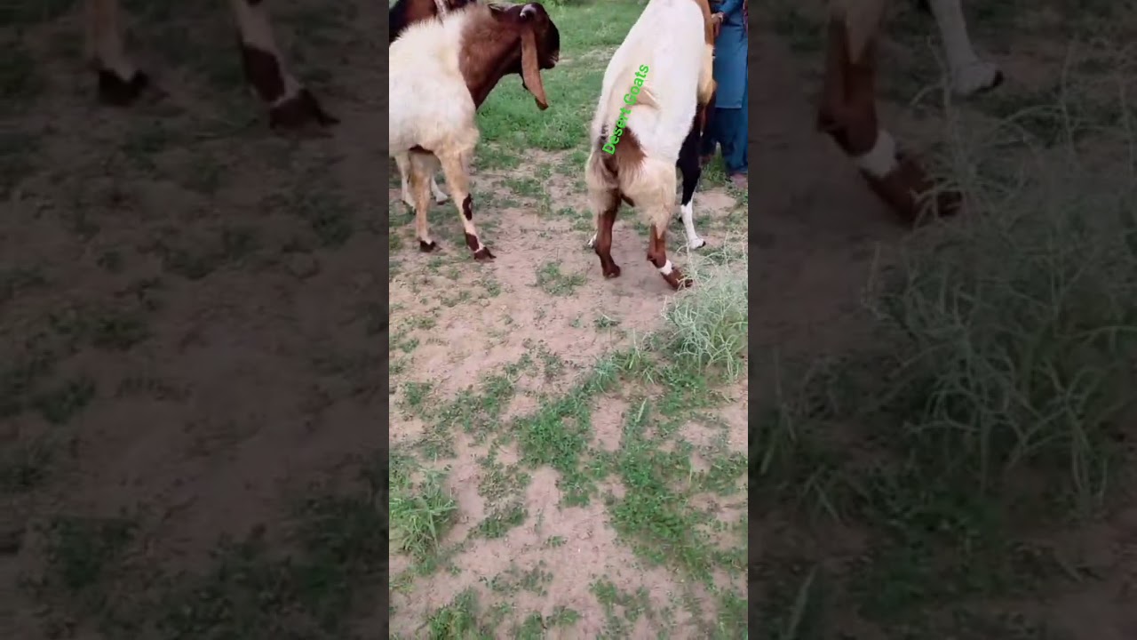 Goats In Desert forest 