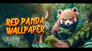 red panda wallpaper #redpanda screenshot 1