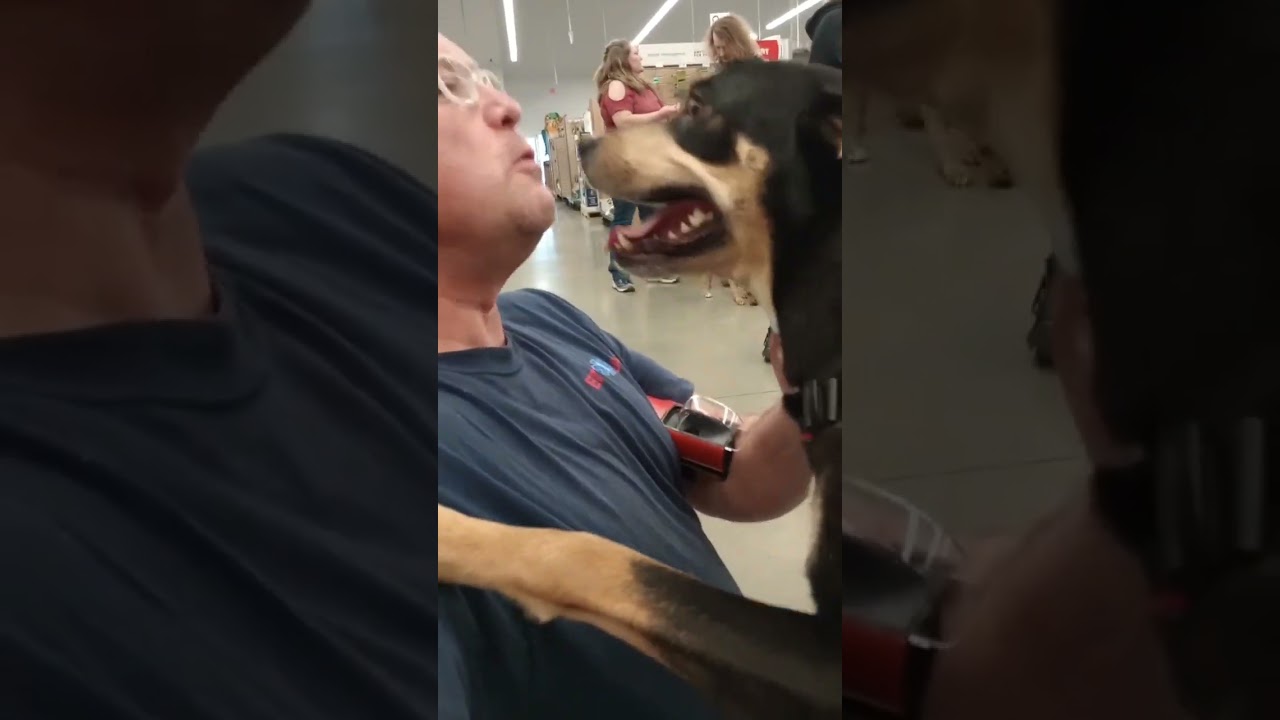 Adoptable Dogs!  Meet Rosie.  Ready for adoption in Lees Summit, Missouri Animal Control